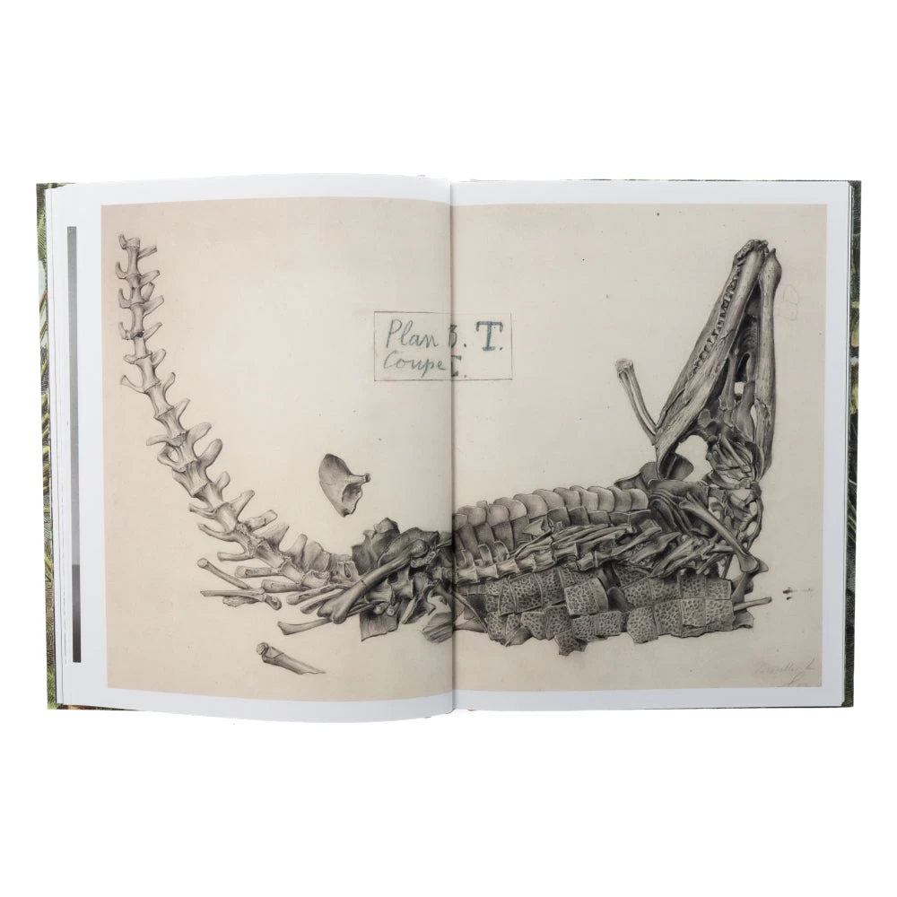 Dinosaurs Are Collectible – Image 6